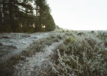 “Building Resilience: How to Thrive in the Face of Adversity”