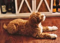 “How to Build a Strong Bond with Your New Puppy”