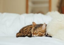 “10 Common Health Problems in Cats and How to Prevent Them” “10 Common Health Problems in Cats and How to Prevent Them”