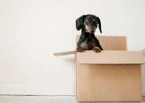 “How to Make Sure Your Pet Gets Enough Exercise” “How to Make Sure Your Pet Gets Enough Exercise”