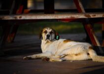 “How to Transition Your Dog to a New Diet Safely”