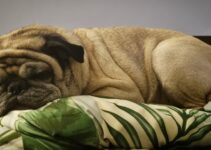 Convenient Overnight Dog Daycare Near Me