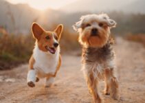 Find Overnight Dog Daycare Near Me Find Overnight Dog Daycare Near Me