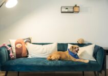 Disneyland Dog Daycare: A Magical Experience for Your Pup