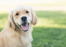 Trimming Long Floppy Puppy Ears: A Guide for Pet Owners Trimming Long Floppy Puppy Ears: A Guide for Pet Owners