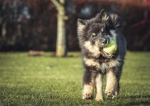 The Playful Petit Basset Griffon Vendeen: A Spirited Breed