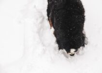 “The Benefits of Regular Exercise for Your Pet’s Mental and Physical Health”