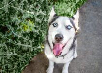 “How to Teach Your Dog Basic Commands: Sit, Stay, and Come”