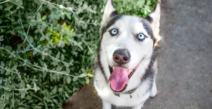 Photo Dog sitting