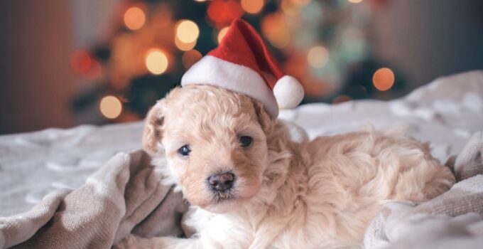 Photo Puppy training pad