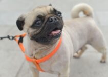 “How to Choose the Right Harness or Collar for Your Dog”
