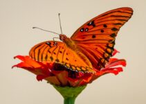 “How to Achieve Personal Growth Through Volunteering”