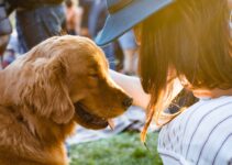 “How to Safely Bathe Your Dog at Home”