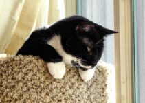 “How to Keep Your Cat Entertained Indoors” “How to Keep Your Cat Entertained Indoors”