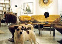 “The Ultimate Guide to Choosing the Right Pet for Your Family” “The Ultimate Guide to Choosing the Right Pet for Your Family”