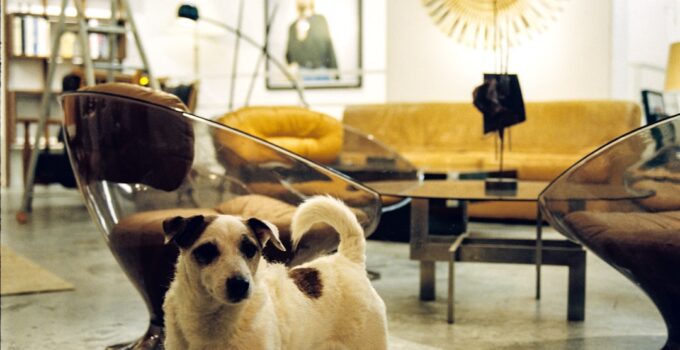 Photo Pet store