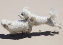 “Understanding Your Pet’s Body Language: What Are They Telling You?”