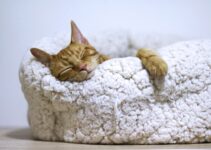 “How to Create a Safe Space for Your New Pet”