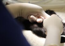 “Why Regular Vet Visits Are Crucial for Your Pet’s Health” “Why Regular Vet Visits Are Crucial for Your Pet’s Health”