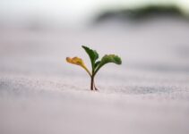 “How to Embrace Failure as a Stepping Stone to Success”