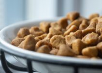 “The Best Diets for Overweight Pets: Tips to Keep Them Fit” “The Best Diets for Overweight Pets: Tips to Keep Them Fit”