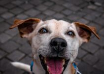 “The Importance of Regular Exercise for Your Pet” “The Importance of Regular Exercise for Your Pet”