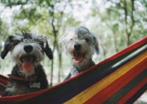 “The Best Supplements to Boost Your Pet’s Health”