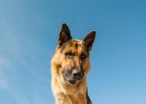 “How to Socialize Your Pet: Tips for Dogs and Cats”