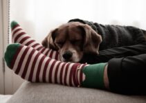 “How to Protect Your Pet from Cold Weather”
