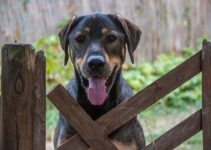 “How to Make Your Home Pet-Friendly” “How to Make Your Home Pet-Friendly”