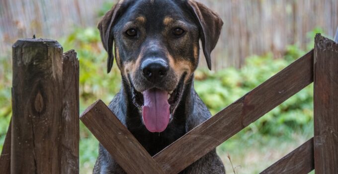Photo Pet gate