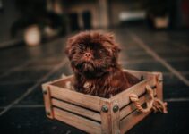“The Benefits of Crate Training for Dogs” “The Benefits of Crate Training for Dogs”