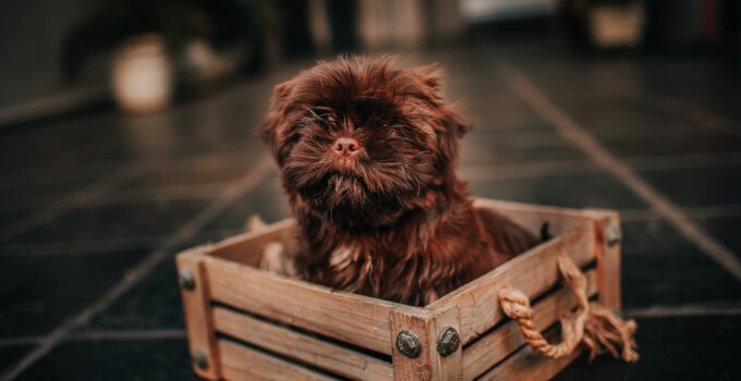 Photo Dog in crate