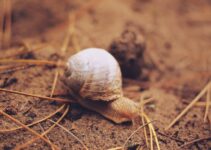 “Snail Mucin in Skincare: What You Need to Know” “Snail Mucin in Skincare: What You Need to Know”