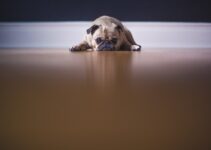 “How to Care for Senior Pets: Special Needs and Tips”