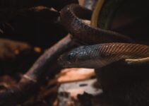 “How to Care for Exotic Pets: Tips for Reptile Owners” “How to Care for Exotic Pets: Tips for Reptile Owners”