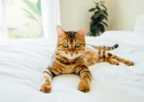 “How to Choose the Best Bed for Your Dog or Cat” “How to Choose the Best Bed for Your Dog or Cat”