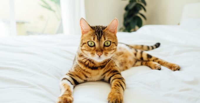 Photo Pet bed