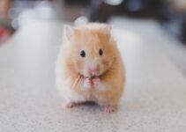 “How to Prepare for Pet Emergencies at Home”