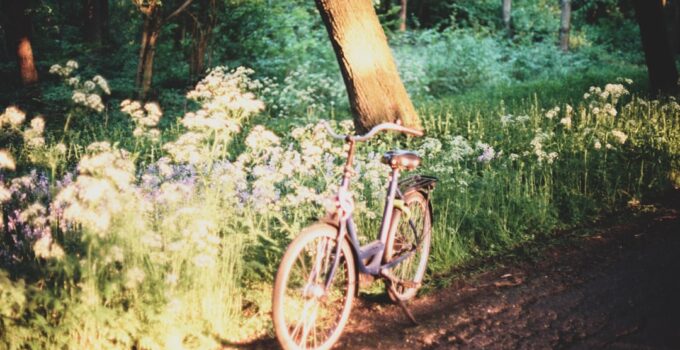 Photo Quiet forest