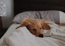 “How to Choose the Right Bed for Your Pet”