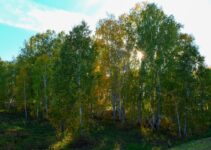 “Birch Juice Benefits: Why This Trendy Drink Is Gaining Popularity”