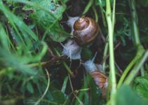 “The Healing Properties of Snail Mucin: Fact or Fiction?”