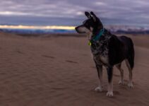 “How to Choose the Right Collar and Leash for Your Dog”