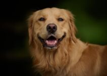 “The Best Breeds for First-Time Pet Owners”