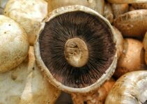 “The Best Mushroom Gummies for Your Immune System”