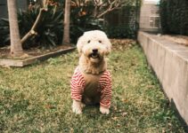 “The Benefits of Regular Bathing for Your Pet”