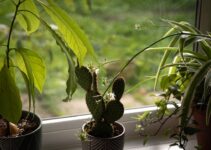 “Top Pet-Friendly Plants for Your Home”