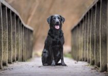 “The Benefits of Adoption Over Buying Pets” “The Benefits of Adoption Over Buying Pets”