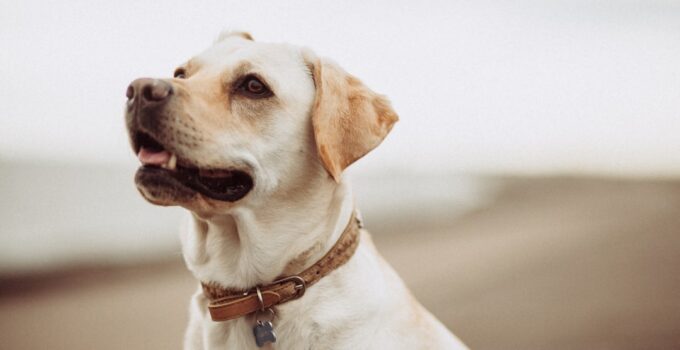 Photo DIY pet toys